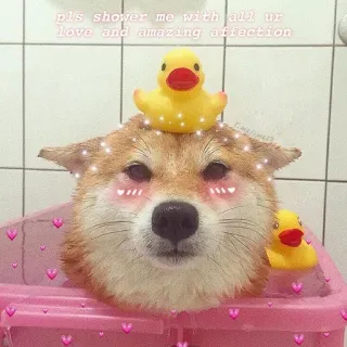 ❤️ pls shower me with all ur love and amazing affection chien, canard en caoutchouc, mignon, amour, affection, kawaii, animal telegram sticker
