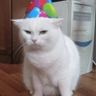 🎉 猫, 派对帽, 宠物, 动物, 白猫, 脾气暴躁, 可爱 telegram sticker