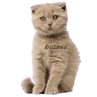☺️ DIGE44 chat, chaton, animal de compagnie, animal, mignon, domestique, félin whatsapp sticker