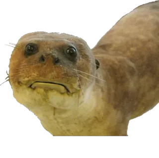 🐅 loutre, animal, mammifère, mignon, faune whatsapp sticker