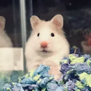 😅 hamster, animal de compagnie, rongeur, animal, mignon, petit, mammifère telegram sticker