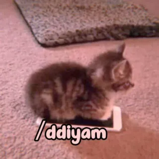 🐈 ddiyam cat, kitten, cute, animal, small, pet whatsapp sticker