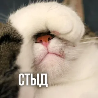 🙈 СТЫД แมว, อับอาย, น่ารัก, สัตว์, สัตว์เลี้ยง, อาย telegram sticker