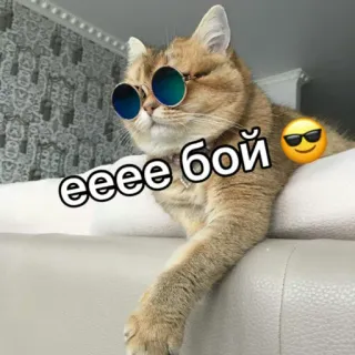 😎 ееее бой кот, солнцезащитные очки, крутой, русский, питомец, животное telegram sticker