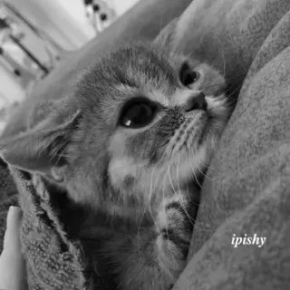 🕸 ipishy 猫, 小猫, 动物, 宠物, 可爱, 家养 telegram sticker