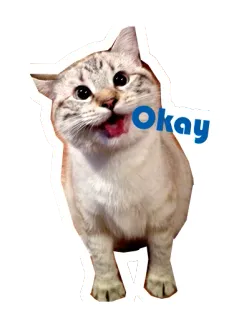 👌 Okay แมว, โอเค, สัตว์เลี้ยง, สัตว์, น่ารัก, มีม telegram sticker