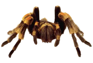 🕷 vogelspin, spin, spinachtige, dier, insect, wildlife, natuur telegram sticker