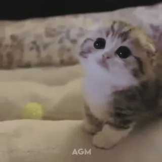 ⚾️ AGM kociak, kot, słodki, zwierzę, zwierzak, scottish fold telegram sticker