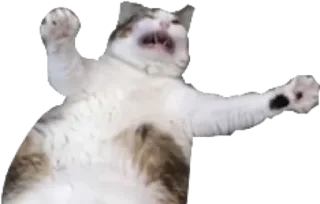 👻 cat, meme, funny, animal telegram sticker