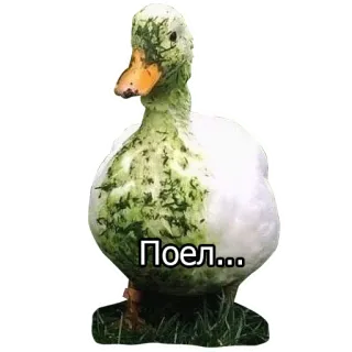 🦆 Поел... утка, животное, птица, милый telegram sticker
