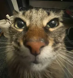 🤩 cat, pet, animal, domestic cat, mammal, close-up, feline whatsapp sticker