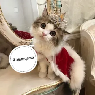 👸 Я плинцеска gatto, principessa, animale, animale domestico, corona, gattino whatsapp sticker