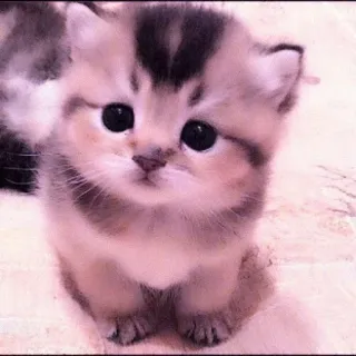 🐈 kitten, cat, cute, pet, animal telegram sticker