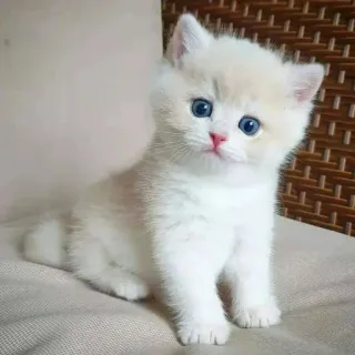 🐈 kätzchen, katze, tier, süß, haustier, weiße katze, klein, katzenartig telegram sticker