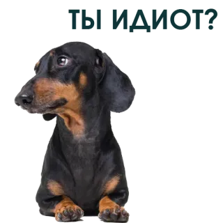 🧐 cane, bassotto, animale domestico, animale, carino telegram sticker