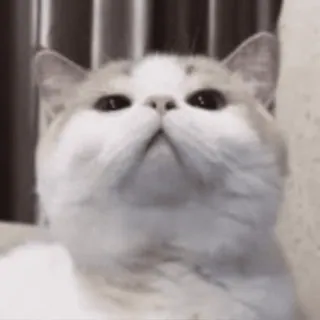 🐨 кошка, животное, домашнее животное, домашнее животное, млекопитающее whatsapp sticker