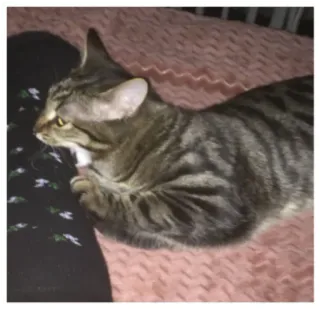 😛 gato, animal, animal de estimação, animal doméstico, mamífero, gato malhado telegram sticker