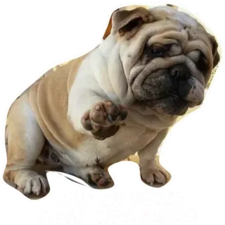 UP telegram stickers