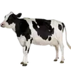 туманный день 🍐🦷 :: @fStikBot telegram emojis 🐄