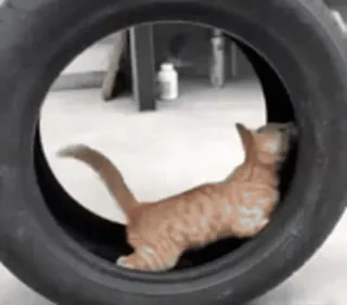 VideoCats whatsapp stickers