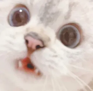 🥺 gato, gatinho, animal, animal de estimação, fofo, engraçado, meme telegram sticker