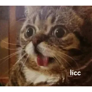 Not So Polite Cats (@heahy) whatsapp stickers