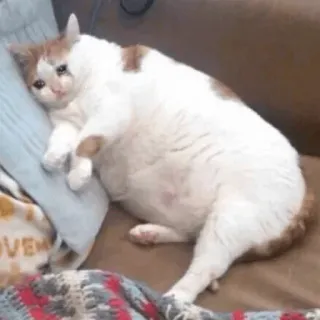 😢 고양이, 슬픈 고양이, 우울한 고양이, 밈, 동물, 애완 동물 telegram sticker