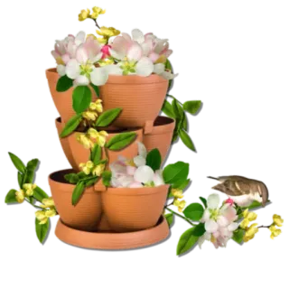 🌹 цветок, растение, природа, птица, цветущий telegram sticker