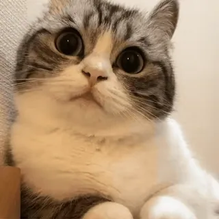 🤔 chat, animal, animal de compagnie, mignon, chaton, chat domestique, mammifère, félin telegram sticker