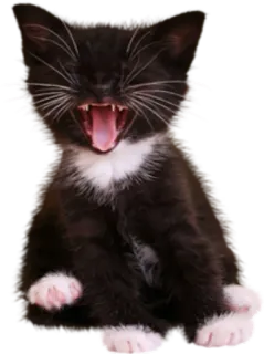 🤣 anak kucing, kucing, hewan peliharaan, hewan, menguap, imut telegram sticker