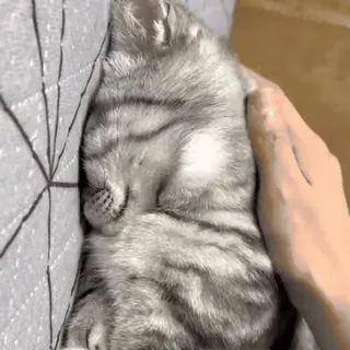 🥱 cat, sleeping, cute, pet, kitten, animal, tabby, affectionate telegram sticker