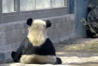 🐼 panda, animal, zoo, wildlife, bear, nature telegram sticker