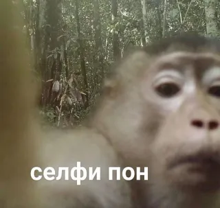 📸 селфи пон monkey, selfie, animal, forest, cute telegram sticker