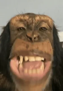 😒 monkey, ape, primate, animal, wildlife, teeth telegram sticker