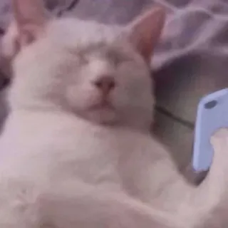 🤢 gato, teléfono, animal, blanco, tecnología telegram sticker