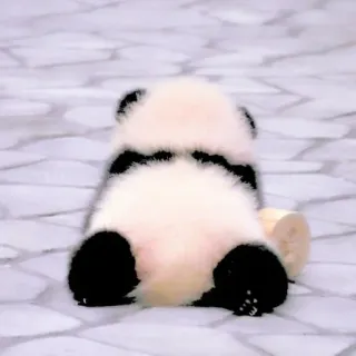 🥺 Gấu trúc, Động vật, Gấu, Dễ thương, Em bé, Mềm mại, Con non telegram sticker