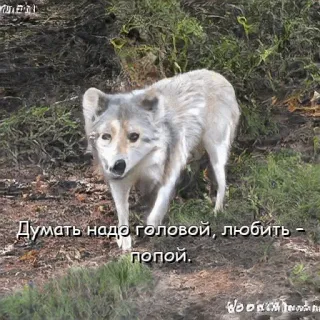 😘 Думать надо головой, любить - попой. หมาป่า, สัตว์, ตลก, ธรรมชาติ telegram sticker