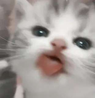 😼 mèo, mèo con, động vật, thú cưng, dễ thương telegram sticker