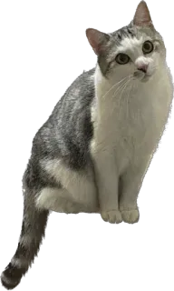 😦 chat, animal, animal de compagnie, chat domestique, mammifère, félin whatsapp sticker
