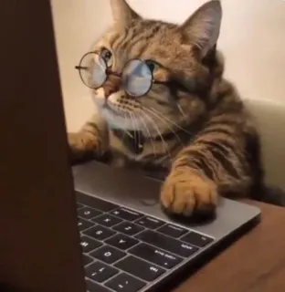 🤓 gato, gafas, portátil, ordenador, animal, mascota, gracioso telegram sticker