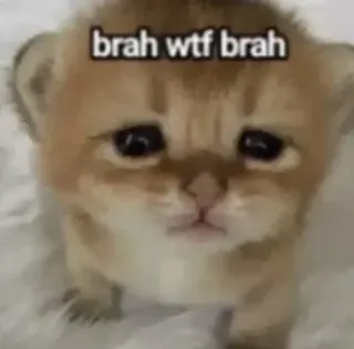 🌟 brah wtf brah cat, kitten, meme, brah, wtf, cute telegram sticker