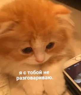 🤍 Я с тобой не разговариваю. gato, gatinho, fofo, russo, texto, engraçado, meme telegram sticker