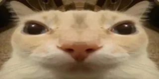 🫥 Katze, Tier, Haustier, Meme telegram sticker