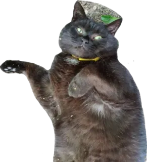 🤨 kucing, binatang, hewan peliharaan, kucing hitam, felin, hewan piaraan whatsapp sticker