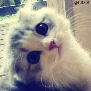 🙃 @LBS01 gato, gatito, lindo, animal, mascota, blanco, esponjoso whatsapp sticker