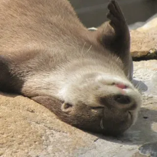 🐾 loutre, animal, mammifère, nature, faune, mignon whatsapp sticker