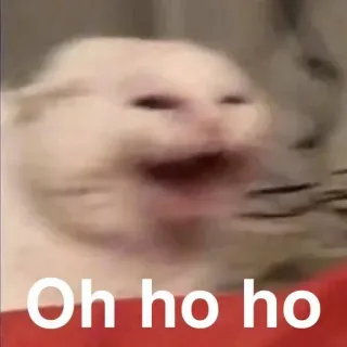 🤔 Oh ho ho cat, meme, laughing, funny, animal, cute telegram sticker