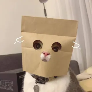 👁 Katze, Papiertüte, Tier, süß, lustig whatsapp sticker