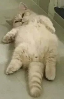 👀 gatto, animale, carino, animale domestico, gattino, domestico telegram sticker