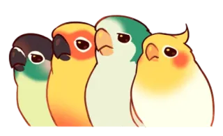 😞 perroquets, oiseaux, mignon, animaux, conures whatsapp sticker
